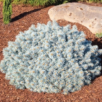 Picea pungens 'Moonstone' - Moonstone Globe Blue Spruce