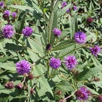 Vernonia arkansana aka crinita - Arkansas Ironweed