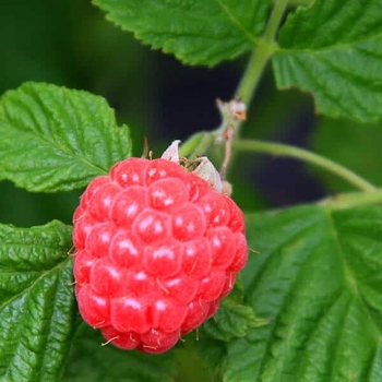 Rubus Bushel and Berry 'Raspberry Shortcake' - Self-Pollinating, Thornless Raspberry