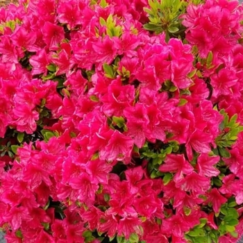 Rhododendron - 'Bixby' Azalea