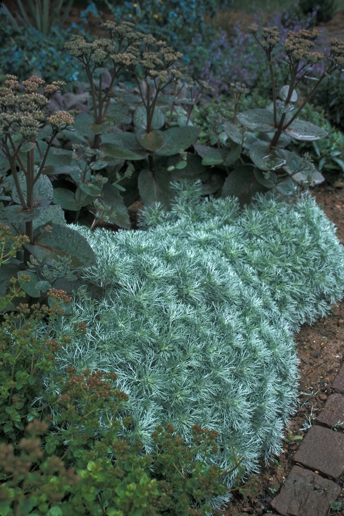 Wormwood - Artemisia 'Silvermound' from Gateway Garden Center