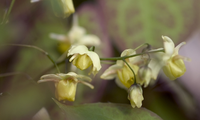 Bicolor Barrenwort - Epimedium x versicolor 'Sulphureum' from Gateway Garden Center