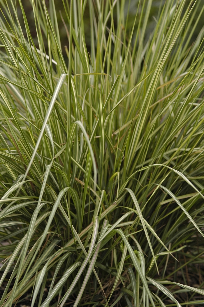 Avalanche Feather Reed Grass - Calamagrostis acutiflora 'Avalanche' from Gateway Garden Center