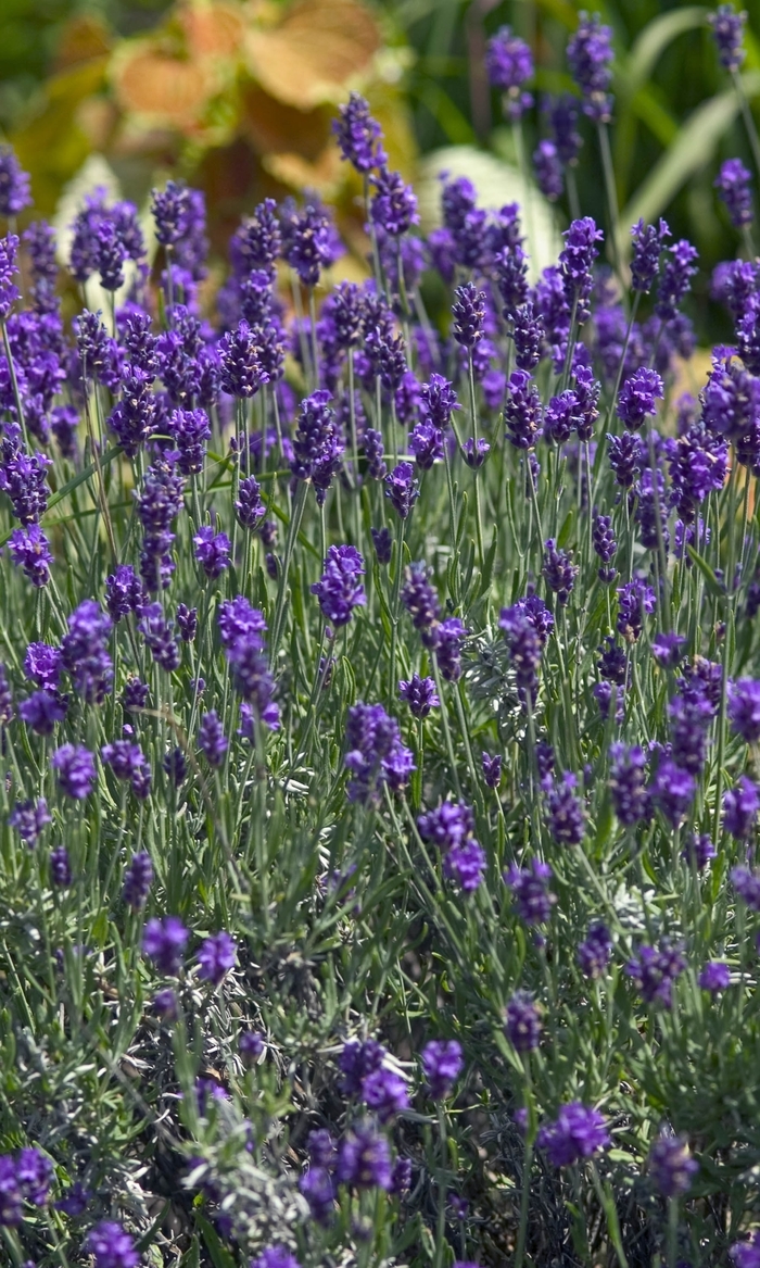 Lavender 'Phenomenal' - Lavandula 'Phenomenal' from Gateway Garden Center
