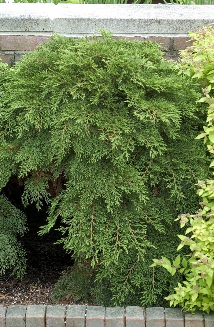 Siberian Cypress - Microbiota decussata from Gateway Garden Center