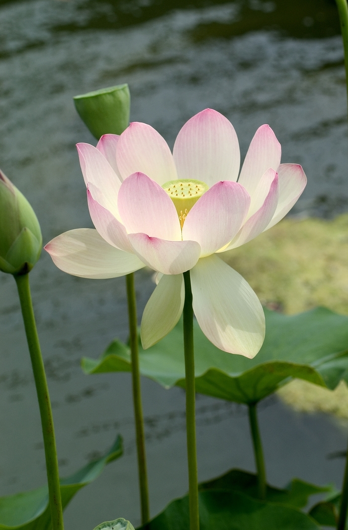 Sacred Lotus - Nelumbo nucifera 'Carolina Queen' from Gateway Garden Center