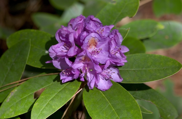 Rhododendron - Rhododendron catawbiense 'Boursault' from Gateway Garden Center