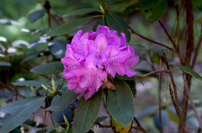 Rhododendron - Rhododendron x 'Roseum Elegans' from Gateway Garden Center