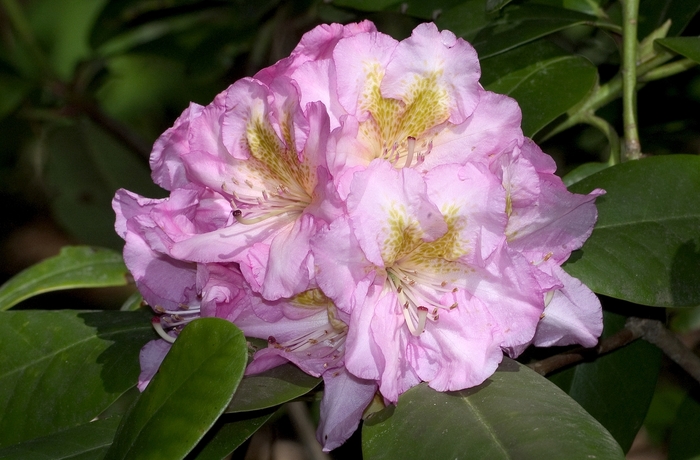 Rhododendron - Rhododendron x 'Scintillation' from Gateway Garden Center