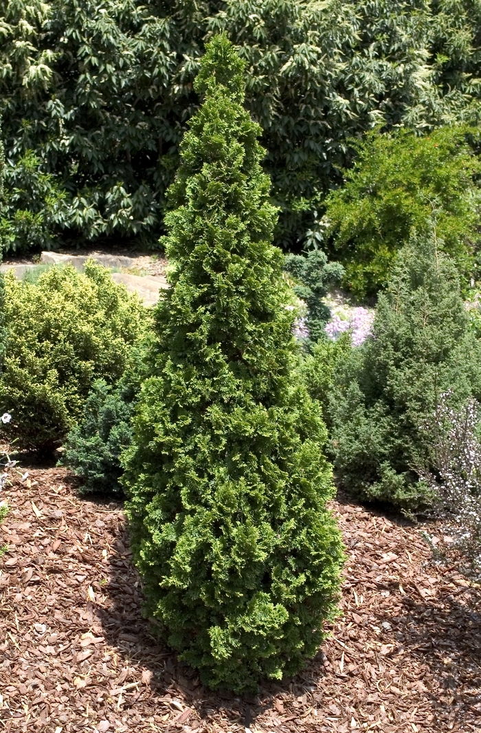 Arborvitae - Thuja occidentalis 'Degroots Spire' from Gateway Garden Center