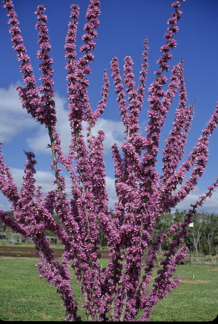 Chinese Redbud - Cercis chinensis 'Kay's Early Hope' from Gateway Garden Center