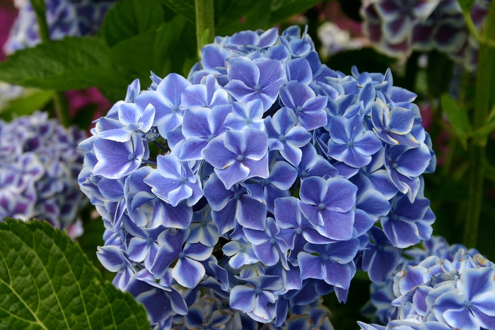 Mophead Hydrangea - Hydrangea macrophylla 'Let's Dance Blue Jangles' from Gateway Garden Center