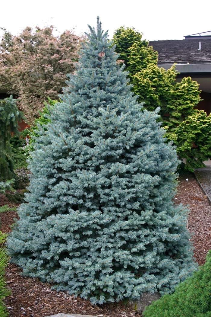 Picea Pungens Blue Spruce Sesters Dwarf Gateway Garden Center