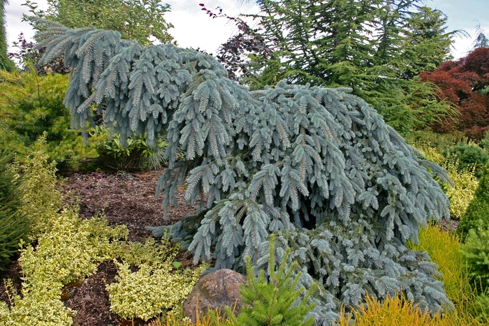 Weeping Blue Spruce - Picea pungens 'The Blues' from Gateway Garden Center