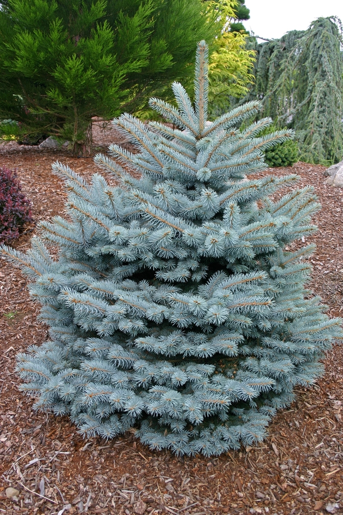 Blue Spruce - Picea pungens 'Montgomery' from Gateway Garden Center