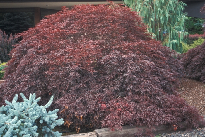Japanese Maple - Acer palmatum dis. 'Tamukeyama' from Gateway Garden Center