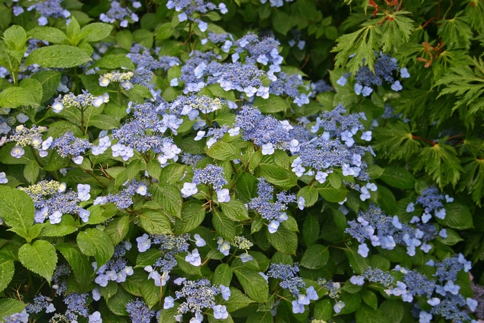 Hydrangea - Hydrangea serrata 'Blue Billow' from Gateway Garden Center