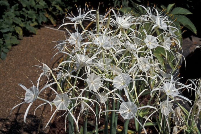Carolina Spider Lily - Hymenocallis caroliniana from Gateway Garden Center
