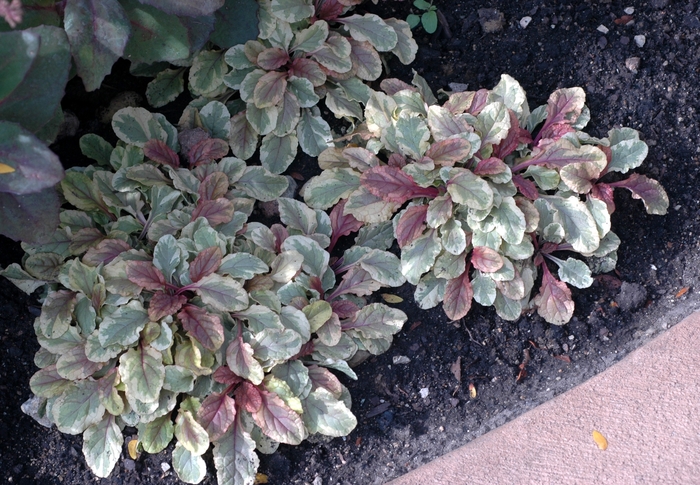 Variegated Bugle Weed - Ajuga reptans 'Burgundy Glow' from Gateway Garden Center