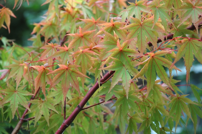 Coral Bark Maple - Acer palmatum 'Sango Kaku' from Gateway Garden Center