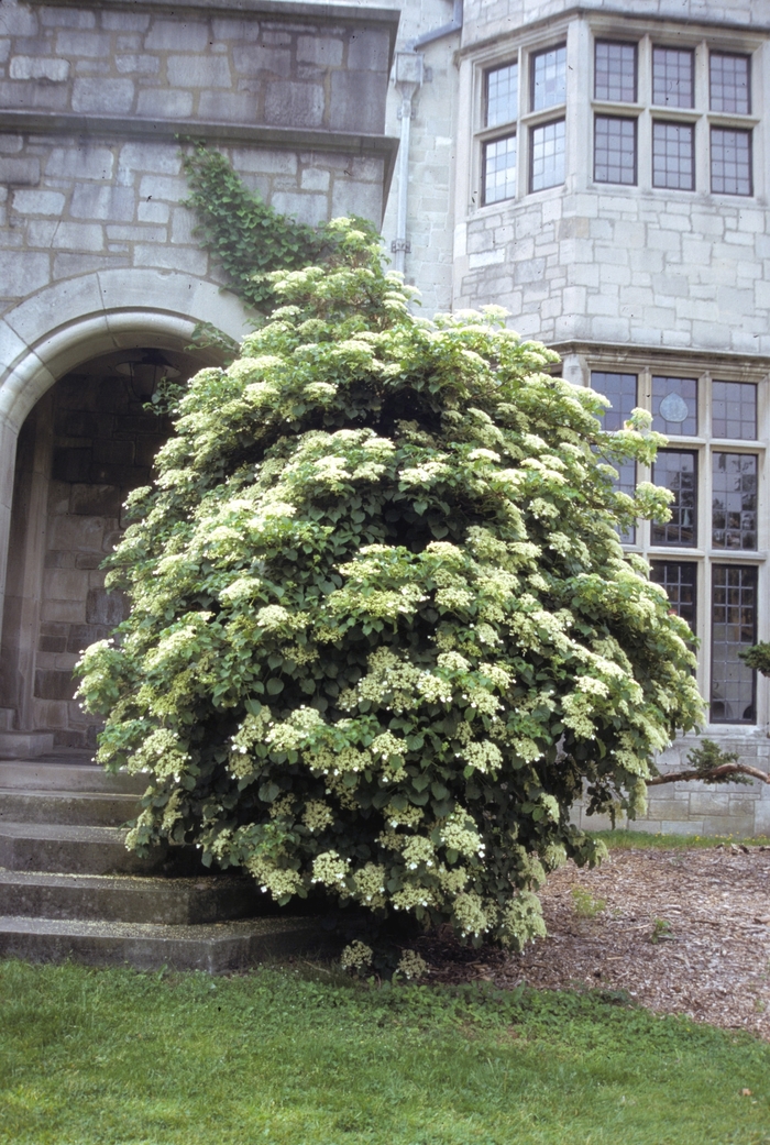 Climbing Hydrangea - Hydrangea anomala petiolaris from Gateway Garden Center