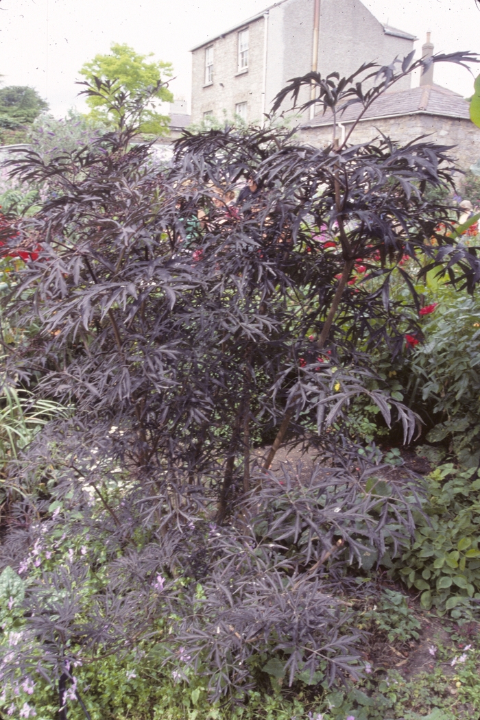 Black Lace® - Sambucus nigra from Gateway Garden Center