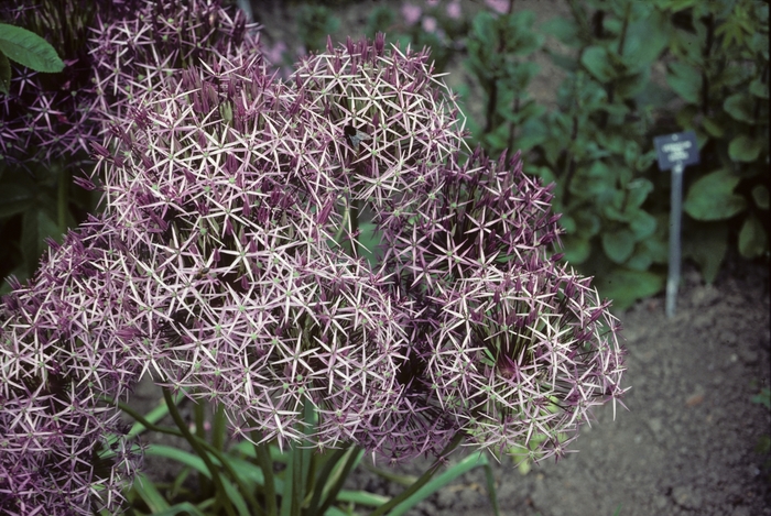 Ornamental Onion - Allium christophii from Gateway Garden Center