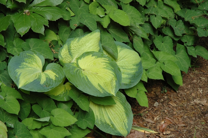 Plantain Lily 'Great Expectations' - Hosta 'Great Expectations' from Gateway Garden Center