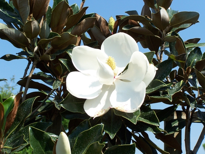 Southern Magnolia - Magnolia grandiflora 'Little Gem Dwarf' from Gateway Garden Center