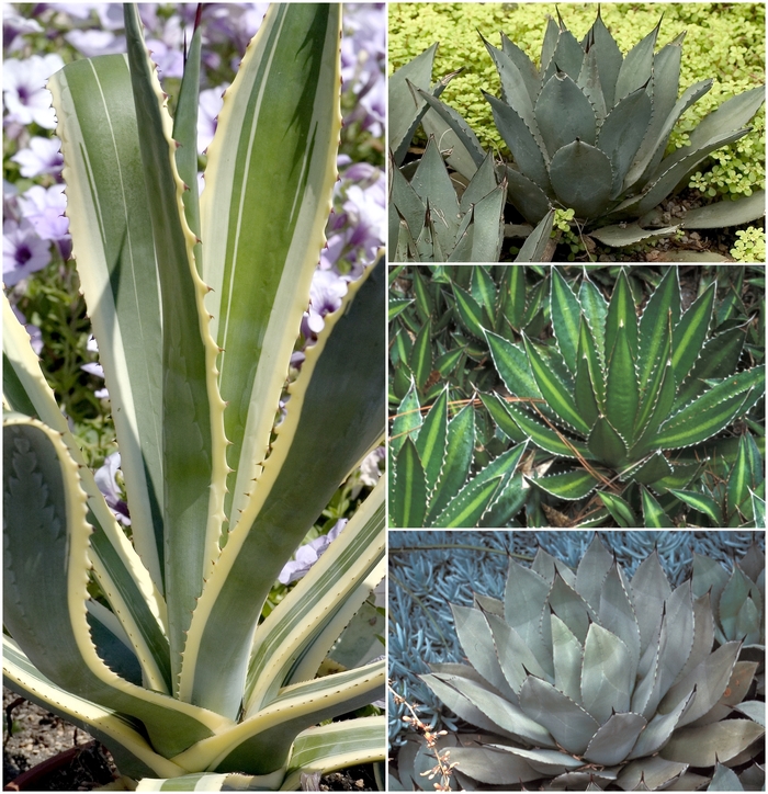 Agave - Multiple Varieties from Gateway Garden Center