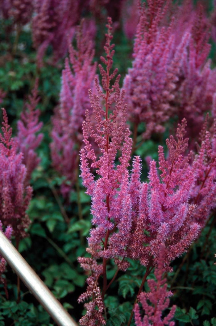 Purple Candles Astilbe - Astilbe chinensis 'Purple Candles' from Gateway Garden Center