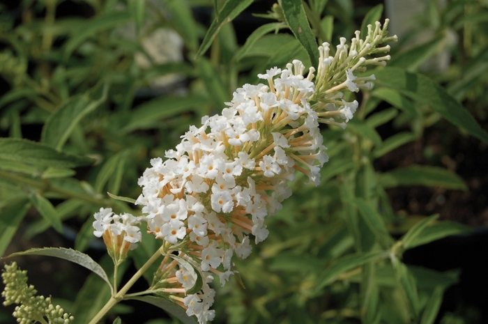 Butterfly Bush - Buddleia davidii 'White Profusion' from Gateway Garden Center