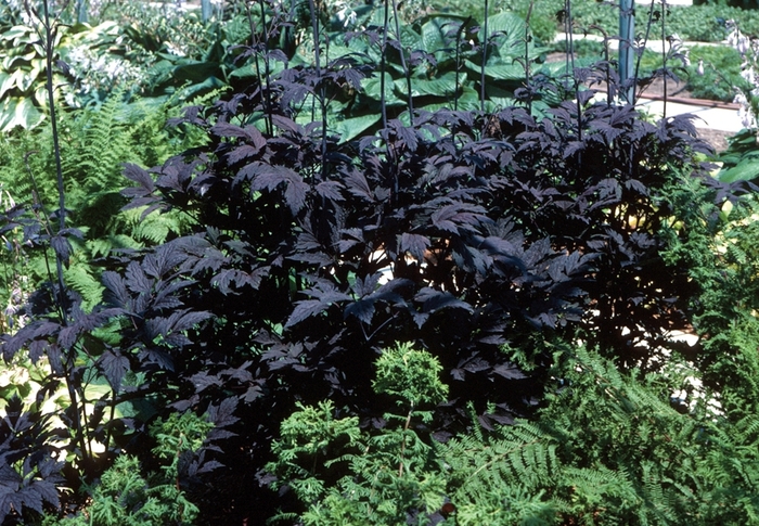 Purple-leaf Bugbane - Actaea simplex 'Hillside Black Beauty' from Gateway Garden Center