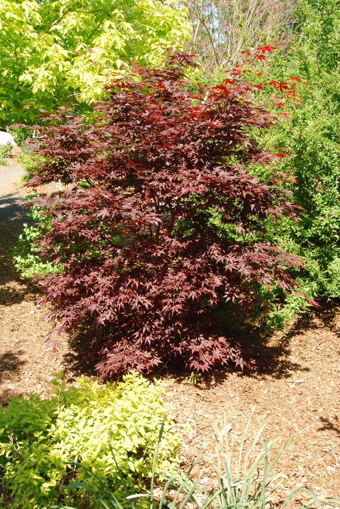 Japanese Maple - Acer palmatum 'Hefner's Red' from Gateway Garden Center
