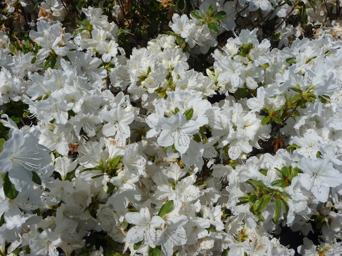 Delaware Valley White Azalea - Rhododendron x 'Delaware Valley White' from Gateway Garden Center