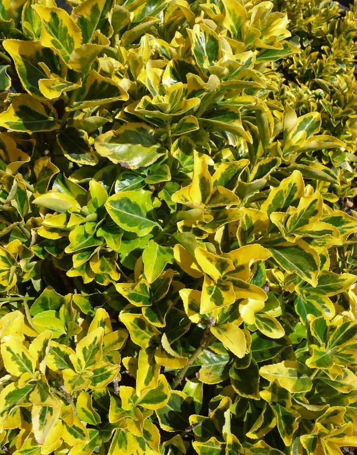 Golden Euonymus - Euonymus japonica 'Aureo-marginatus' from Gateway Garden Center