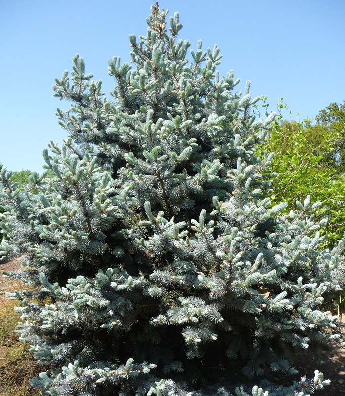 Hoopsii Blue Spruce - Picea pungens 'Hoopsii' from Gateway Garden Center
