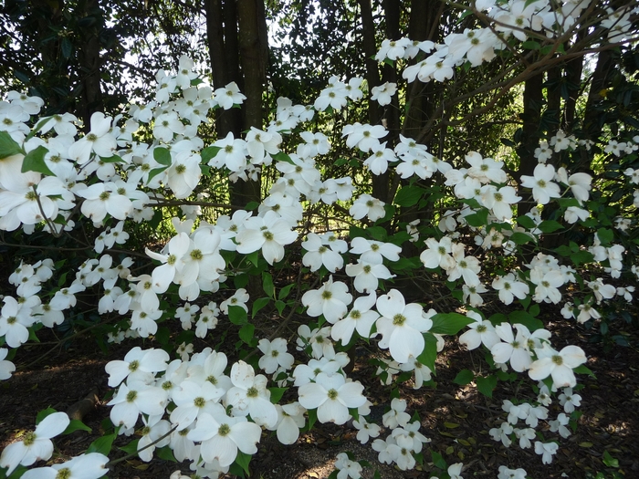 Flowering Dogwood - Cornus x 'Hyperion' from Gateway Garden Center