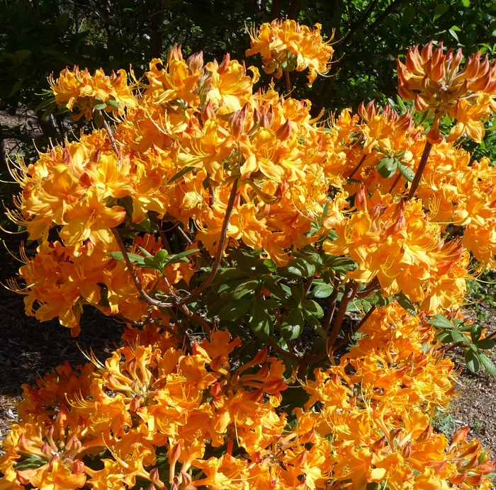 Klondyke - Rhododendron azalea from Gateway Garden Center