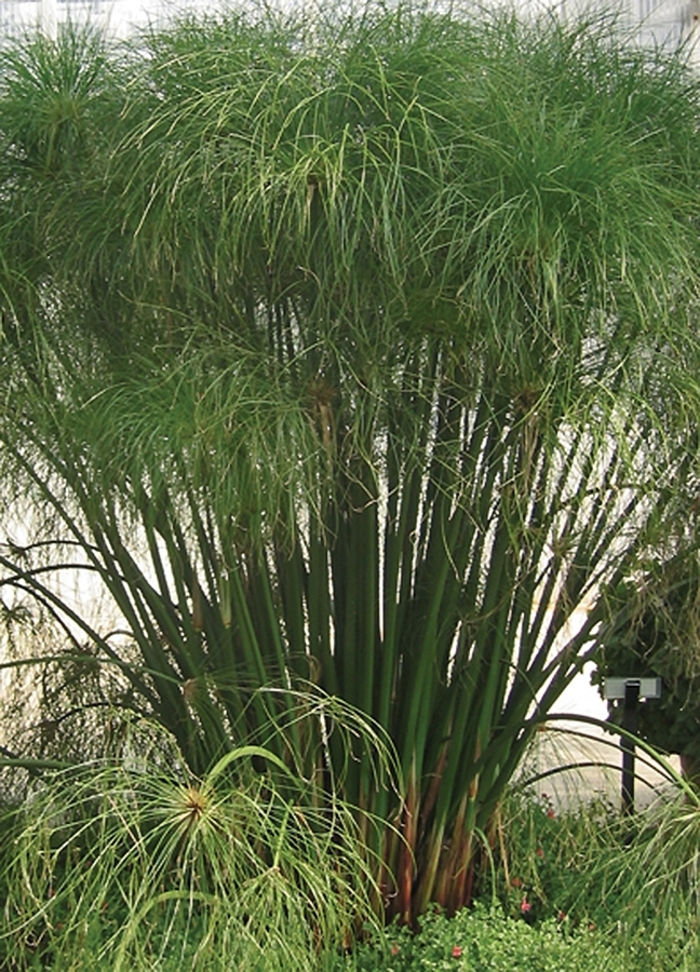Umbrella Grass - Cyperus papyrus 'King Tut®' from Gateway Garden Center