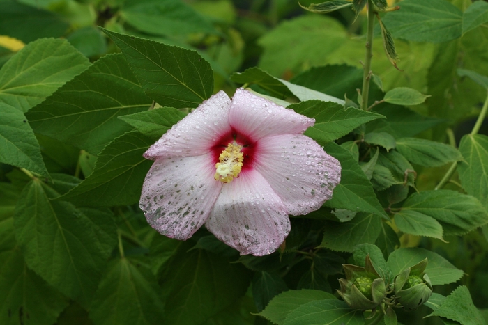 Swamp Rose-Mallow - Hibiscus moscheutos from Gateway Garden Center
