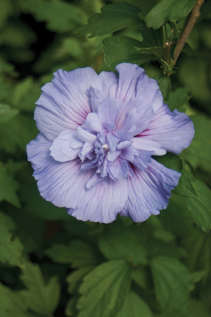 Blue Chiffon® - Hibiscus syriacus from Gateway Garden Center