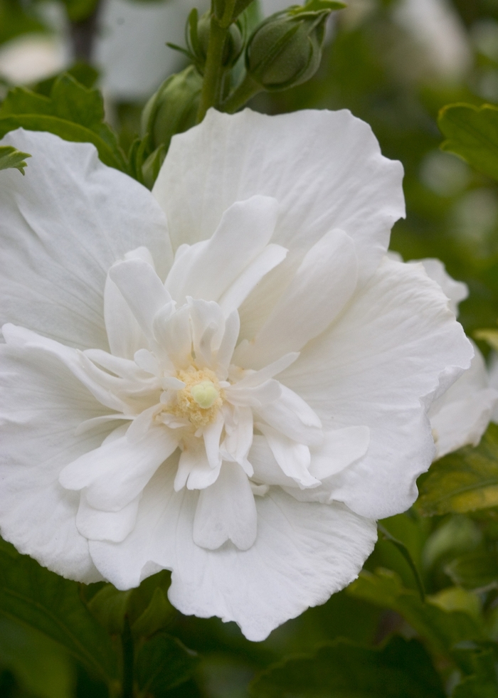 White Chiffon® - Hibiscus syriacus from Gateway Garden Center