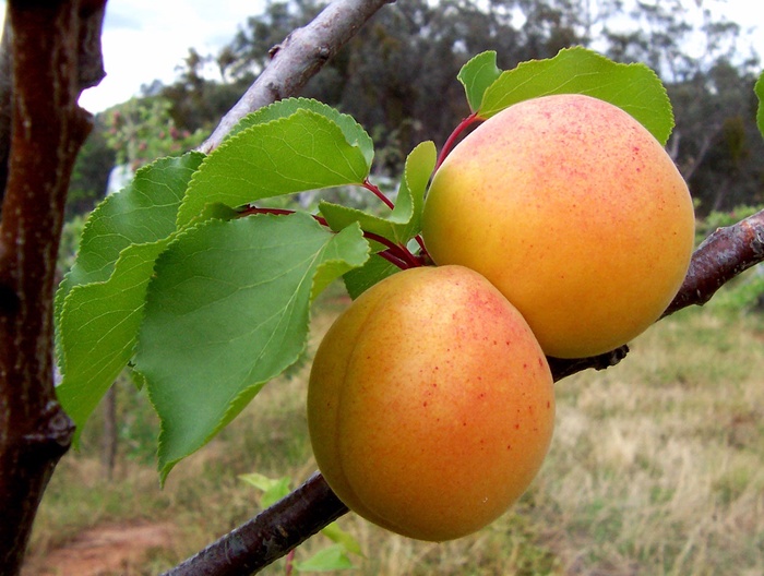 'Mormon' Apricot - Prunus armeniaca 'Mormon Apricot' from Gateway Garden Center