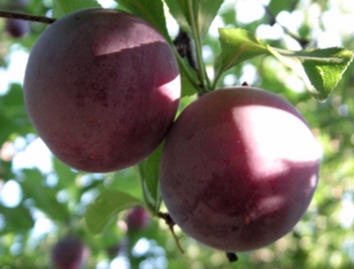 Santa Rosa Plum - Prunus salicina 'Santa Rosa' from Gateway Garden Center