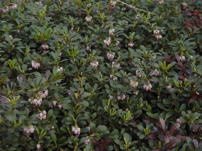 Common Bearberry - Arctostaphylos uva-ursi 'Massachusetts' from Gateway Garden Center