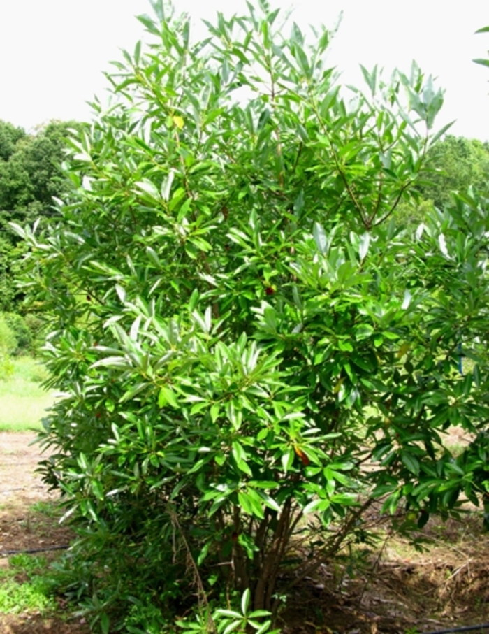 Sweetbay Magnolia - Magnolia virginiana from Gateway Garden Center