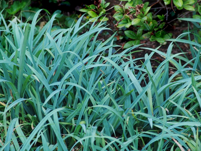 Bunny Blue Sedge - Carex laxiculmis 'Bunny Blue' from Gateway Garden Center
