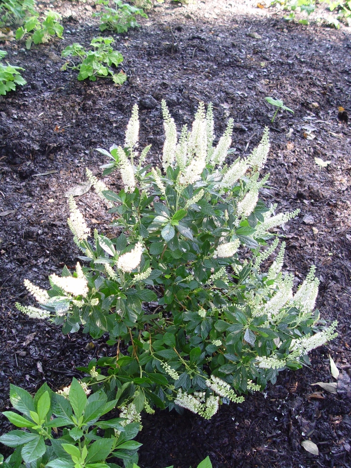 Summersweet - Clethra alnifolia 'Hummingbird' from Gateway Garden Center