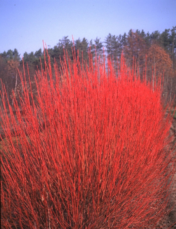 Red-Osier Dogwood - Cornus sericea, Cardinal from Gateway Garden Center